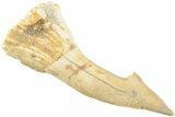 Fossil Sawfish (Onchopristis) Rostral Barb - Morocco #236111-1